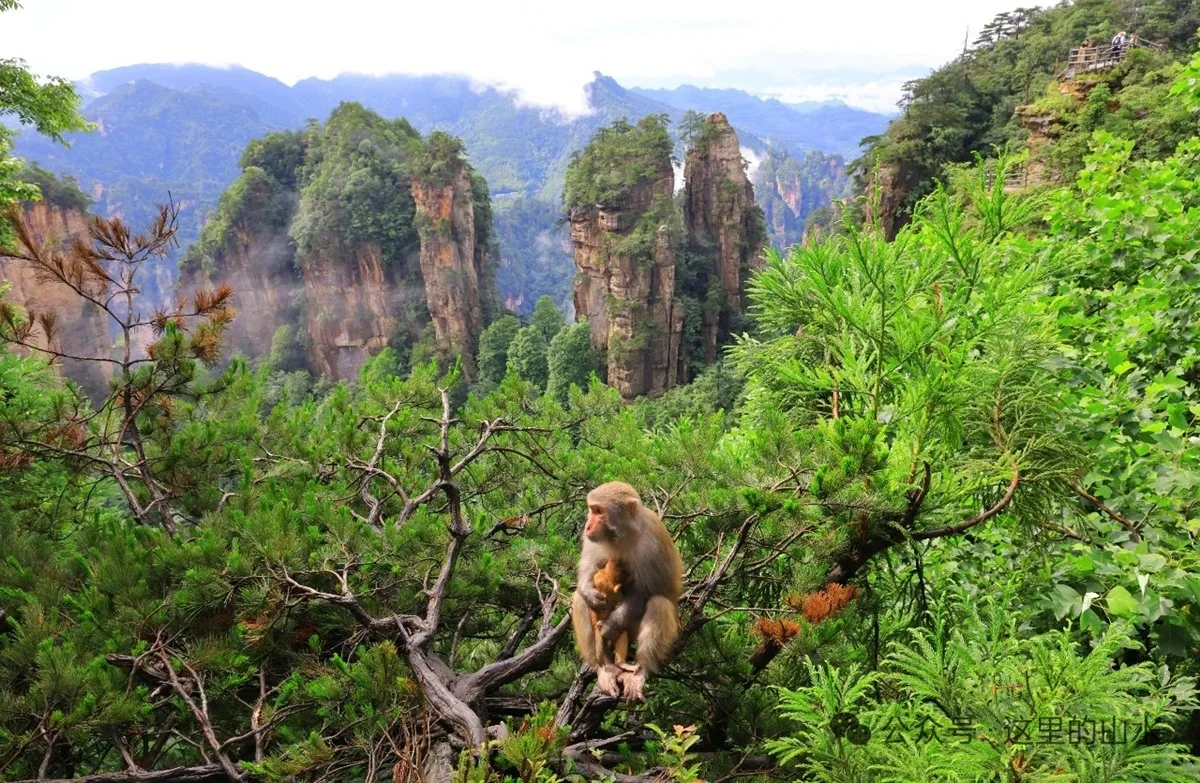 Wild macaque monkey native to Wulingyuan scenic area