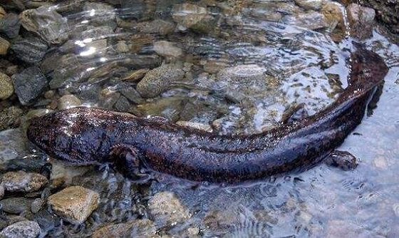 Zhangjiajie  the giant salamander