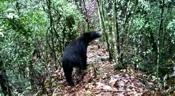 Zhangjiajie Black Bear