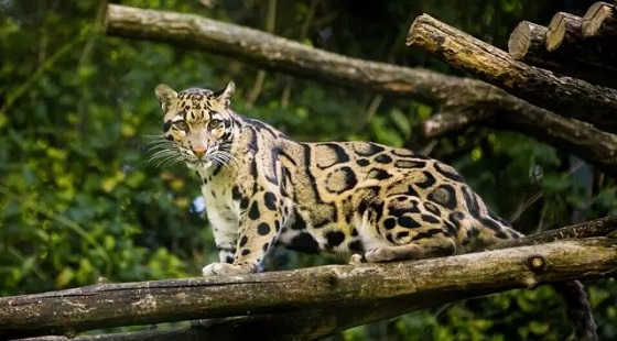 Zhangjiajie Clouded Leopard