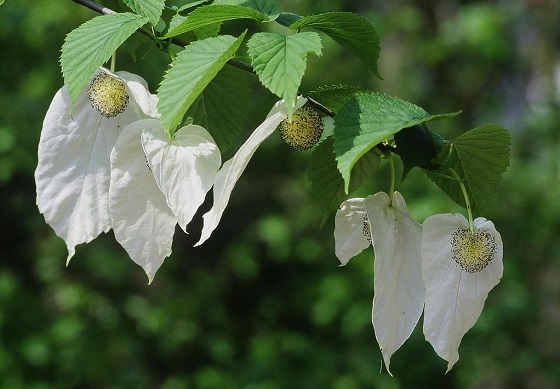 the Dove Tree