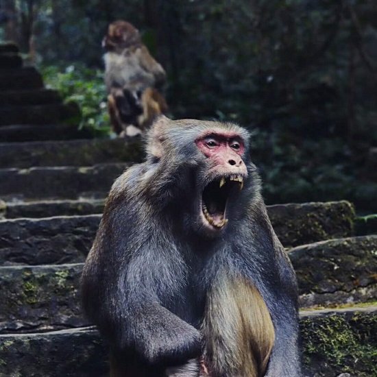 Monkeys in Huangshizhai Scenic Area