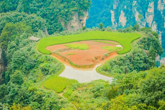 the Mountaintop Rice Field in Zhangjiajie National Forest Park
