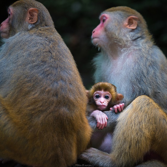 Zhangjiajie monkey