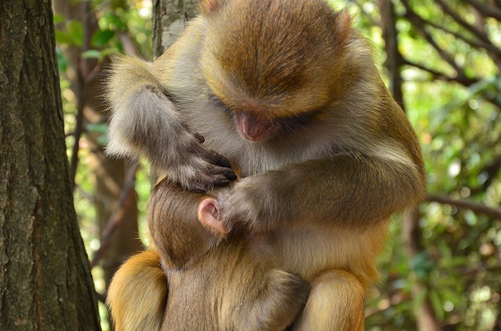 Zhangjiajie monkey