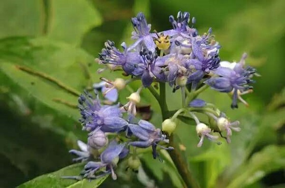 Zhangjiajie Plant