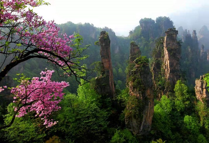 Zhangjiajie National Forest Park in Spring
